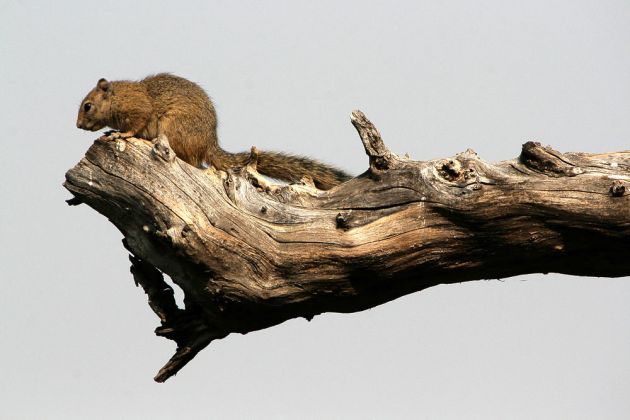  Ockerfuss-Buschhörnchen, Paraxerus cepapi, Smith's bush squirrel an der Bush Baby Safari Lodge als 'Haustiere'-