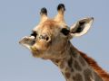 Etosha National Park Namibia - Giraffen-Porträt - Giraffa camelopardalis