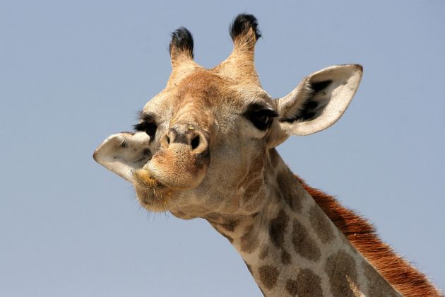 Etosha National Park Namibia - Giraffen-Porträt - Giraffa camelopardalis