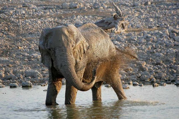 Ein Afrikanischer Elefant bei der Körperpflege - Loxodonta africana - am Wasserloch von Okaukuejo im Etosha National Park