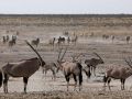 Oryx-Antilopen - unterwegs im Etosha National Park, Namibia