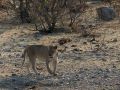 Weibliche Löwen am Wasserloch - Halali, Etosha National Park, Namibia