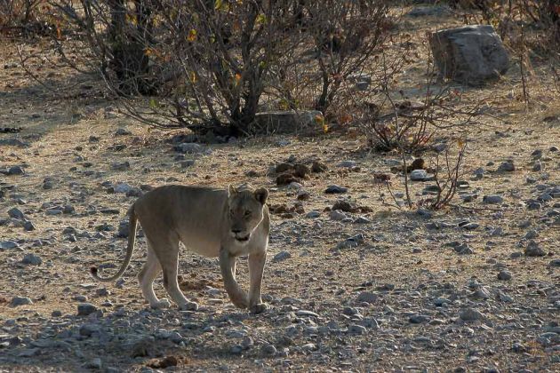 Weibliche Löwen am Wasserloch - Halali, Etosha National Park, Namibia Weibliche Löwen am Wasserloch - Halali, Etosha National Park, Namibia