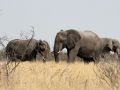 Eine Herde Afrikanischer Elefanten - unterwegs im Etosha National Park von Namibia