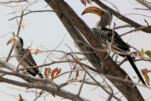 Gelbschnabel-Toko - unterwegs im Etosha National Park, Namibia Gelbschnabel-Toko - unterwegs im Etosha National Park, Namibia