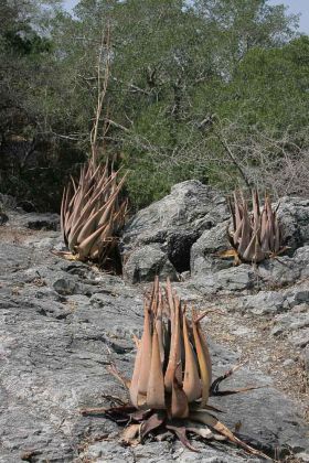  Exotische Pflanzen am Rundweg um den Lake Otjikoto - nahe Tsumeb im Norden von Namibia