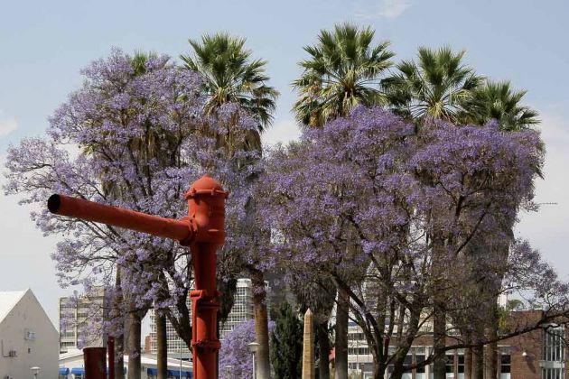 Palm Tree Park - Windhoek, oder Windhuk,Namibia Palm Tree Park - Windhoek, oder Windhuk,Namibia