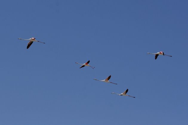Ein Trupp Rosa Flamingos überfliegt die Mole von Swakopmund 