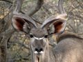Porträt einer männlicher Kudu-Antilope