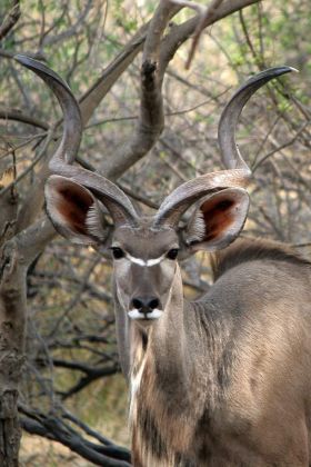 Porträt einer männlicher Kudu-Antilope