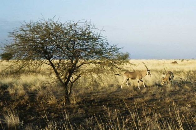 Awash National Park, Äthiopien - Savanne mit Oryx-Antilopen