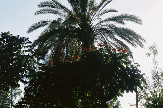 Bahir Dar am Tana See - Flamboyant-Baum mit Dattelpalme 