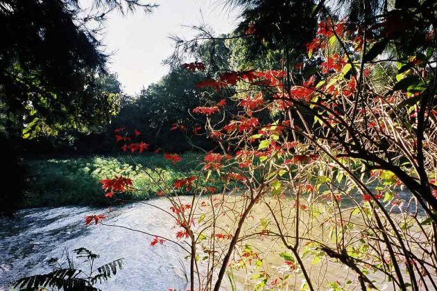 Bahir Dar - Weihnachtssterne wachsen am Südufer des Tana-Sees Bahir Dar - Weihnachtssterne wachsen am Südufer des Tana-Sees