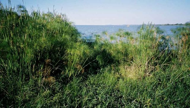 Bahir Dar - Papyrus-Sümpfe am Südufer des Tana-Sees Bahir Dar - Papyrus-Sümpfe am Südufer des Tana-Sees