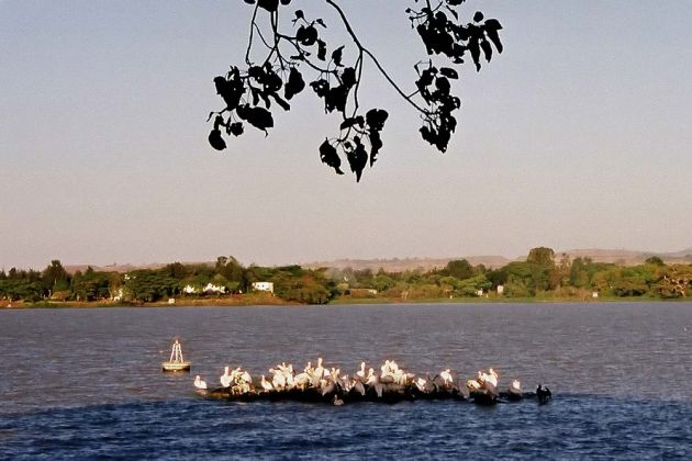Bahir Dar - Pelikan-Kolonie am Tana-See Bahir Dar - Pelikan-Kolonie am Tana-See