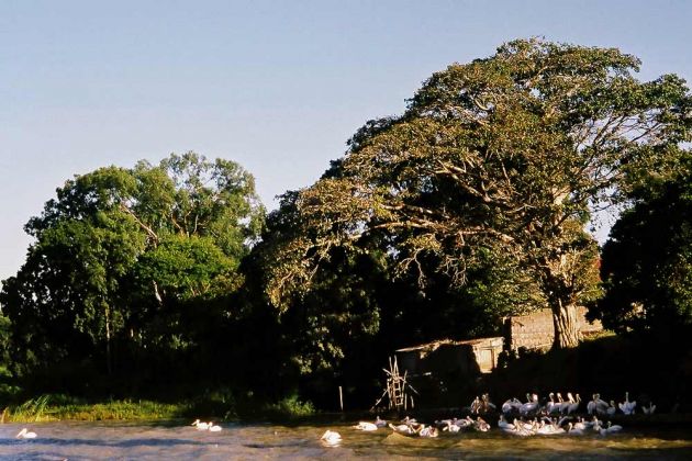 Bahir Dar - Pelikan-Kolonie am Tana-See Bahir Dar - Pelikan-Kolonie am Tana-See