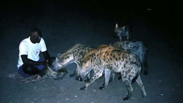 Hyänenmann, Harar, Äthiopien - Tüpfelhyäne, Fleckenhyäne,Crocuta crocuta Hyänenmann, Harar, Äthiopien - Tüpfelhyäne, Fleckenhyäne,Crocuta crocuta