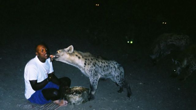 Hyänenmann, Harar, Äthiopien - Tüpfelhyäne, Fleckenhyäne,Crocuta crocuta Hyänenmann, Harar, Äthiopien - Tüpfelhyäne, Fleckenhyäne,Crocuta crocuta