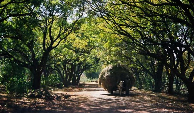 Auf dem Weg zum Palast von Haile Selassie bei Bahir Dar Auf dem Weg zum Palast von Haile Selassie bei Bahir Dar