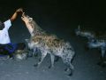 Der Hyänenmann bei der Fütterung wild lebender Hyänen - Tüpfelhyänen, Fleckenhyänen, Crocuta crocuta - Harar in Äthiopien