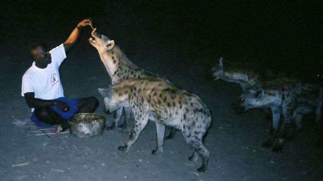 Der Hyänenmann bei der Fütterung wild lebender Hyänen - Tüpfelhyänen, Fleckenhyänen, Crocuta crocuta - Harar in Äthiopien Der Hyänenmann bei der Fütterung wild lebender Hyänen - Tüpfelhyänen, Fleckenhyänen, Crocuta crocuta - Harar in Äthiopien