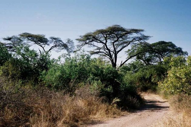 Savanne im Awash National Park, Äthiopien Savanne im Awash National Park, Äthiopien
