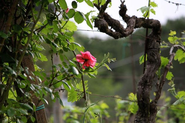 Die Umgebung von San Gimignano - Rose am Weinstock Die Umgebung von San Gimignano - Rose am Weinstock