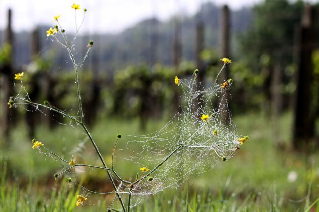 Urlaub in der Toskana - San Gimignano Urlaub in der Toskana - San Gimignano