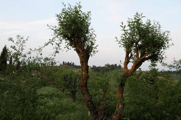 Urlaub in der Toskana - San Gimignano Urlaub in der Toskana - San Gimignano