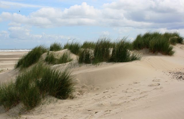 Sandstrand bei Hoorn, Terschelling Sandstrand bei Hoorn, Terschelling