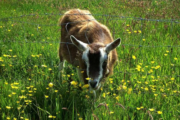 Formerum, Terschelling Formerum, Terschelling