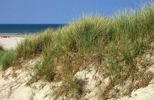 Sandstrand Formerum, Terschelling Sandstrand Formerum, Terschelling
