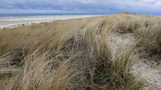 Urlaub Insel Terschelling Niederlande - Strand und Dünen Urlaub Insel Terschelling Niederlande - Strand und Dünen