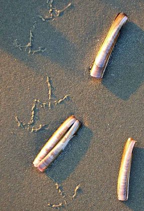 Urlaub Insel Terschelling Niederlande - Strand und Dünen Urlaub Insel Terschelling Niederlande - Strand und Dünen