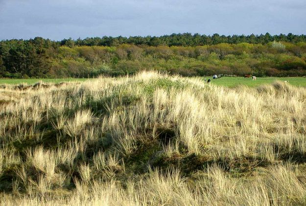 Urlaub Insel Terschelling Niederlande - Strand und Dünen Urlaub Insel Terschelling Niederlande - Strand und Dünen