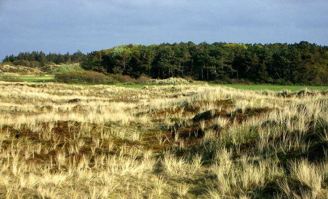 Urlaub Insel Terschelling Niederlande - Strand und Dünen Urlaub Insel Terschelling Niederlande - Strand und Dünen