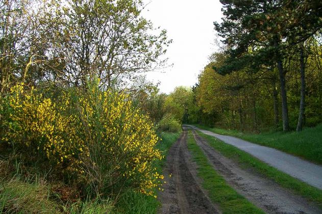 Urlaub Insel Terschelling Niederlande - Strand und Dünen Urlaub Insel Terschelling Niederlande - Strand und Dünen