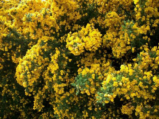 Urlaub Insel Terschelling Niederlande - Strand und Dünen Urlaub Insel Terschelling Niederlande - Strand und Dünen