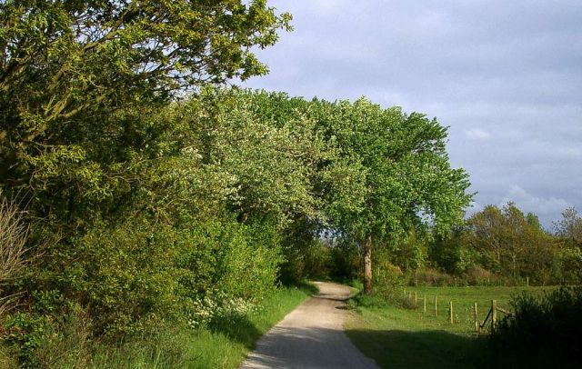 Urlaub Insel Terschelling Niederlande - Strand und Dünen Urlaub Insel Terschelling Niederlande - Strand und Dünen
