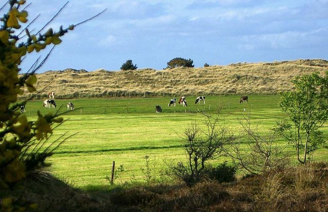 Urlaub Insel Terschelling Niederlande - Strand und Dünen Urlaub Insel Terschelling Niederlande - Strand und Dünen