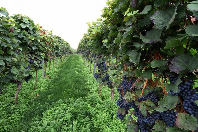 Weingut Faubel in Maikammer, Pfalz Weingut Faubel in Maikammer, Pfalz