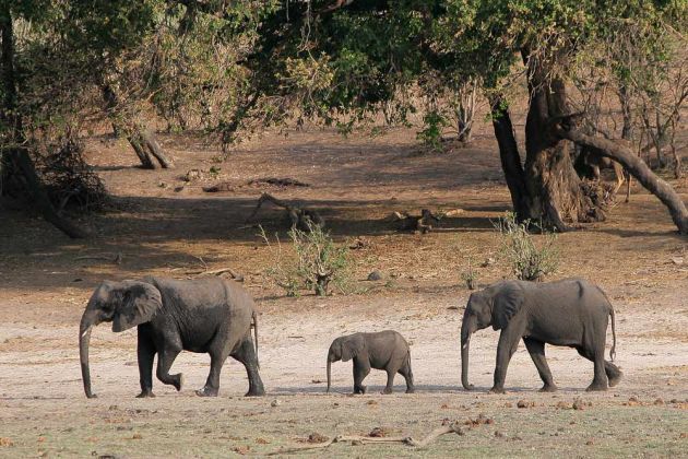 Afrikanische Elefanten im Chobe National Park - Botswana