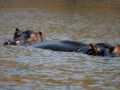 Flußpferde im Chobe National Park - Botswana