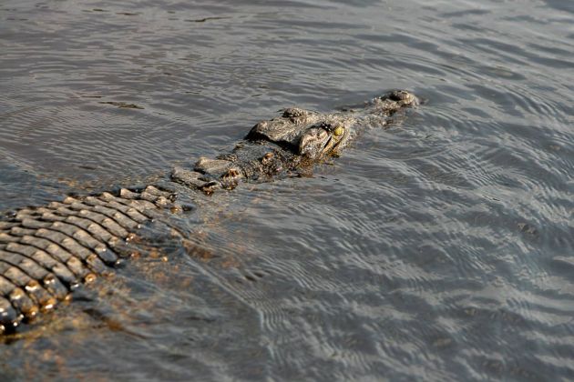 Krokodil im Chobe National Park - Botswana