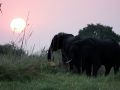 afrikanische Elefanten im Chobe National Park - Botswana