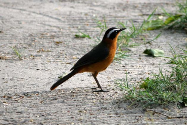 Weissbrauenrötel – Cossipha heuglini – engl. White-browed Robin-Chat Weissbrauenrötel – Cossipha heuglini – engl. White-browed Robin-Chat