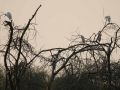Im Okawango Delta in Botswana - Kuhreiher in ihren Schlafbäumen