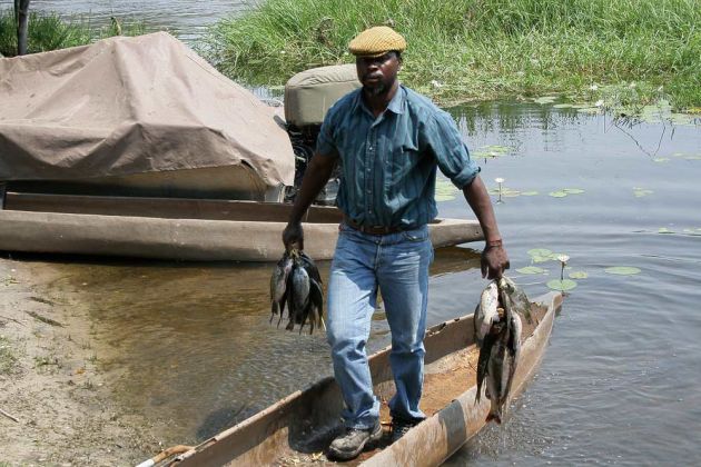Ein einheimischer Fischer mit seinem Fang Im Okawango Delta Ein einheimischer Fischer mit seinem Fang Im Okawango Delta