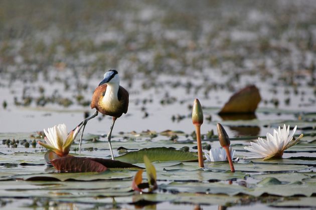 Ein Blaustirn-Blatthühnchen balanciert auf einem Seerosen-Blatt Ein Blaustirn-Blatthühnchen balanciert auf einem Seerosen-Blatt