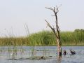 Sumpfig und schlfreich ist das Okawango Delta in Botswana